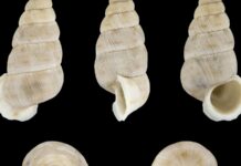 Caracóis de 6 milímetros com uma porta que fecha a concha foram descobertos em cânion da Europa ameaçado por uma hidrelétrica Caracóis de 6 milímetros com uma porta que fecha a concha foram descobertos em cânion da Europa ameaçado por uma hidrelétrica