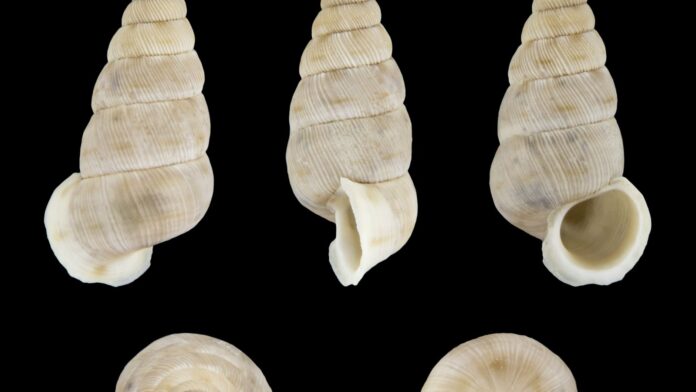 Caracóis de 6 milímetros com uma porta que fecha a concha foram descobertos em cânion da Europa ameaçado por uma hidrelétrica Caracóis de 6 milímetros com uma porta que fecha a concha foram descobertos em cânion da Europa ameaçado por uma hidrelétrica