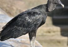 Urubu todo branco aparece no sertão do Ceará e intriga moradores: a falta de pigmento é rara e pode atrapalhar a visão da ave Urubu todo branco aparece no sertão do Ceará e intriga moradores: a falta de pigmento é rara e pode atrapalhar a visão da ave