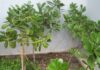 Humboldt notou em 1800 que as folhas de uma árvore tropical não soltavam bolhas ao sol; o segredo era respirar à noite, e agora o DNA mostra como isso surgiu Humboldt notou em 1800 que as folhas de uma árvore tropical não soltavam bolhas ao sol; o segredo era respirar à noite, e agora o DNA mostra como isso surgiu