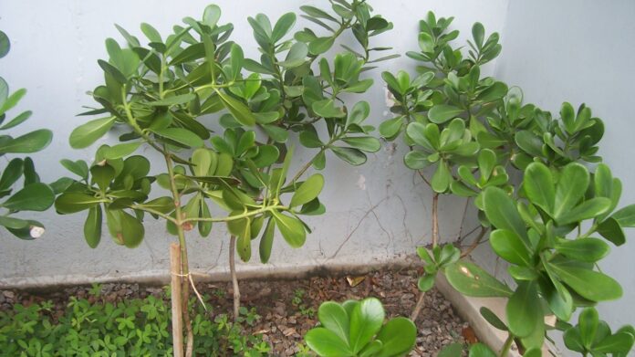 Humboldt notou em 1800 que as folhas de uma árvore tropical não soltavam bolhas ao sol; o segredo era respirar à noite, e agora o DNA mostra como isso surgiu Humboldt notou em 1800 que as folhas de uma árvore tropical não soltavam bolhas ao sol; o segredo era respirar à noite, e agora o DNA mostra como isso surgiu