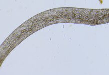 Ser de uma célula só encolhe para um quarto do tamanho em menos de 5 milésimos de segundo, mais rápido que um piscar de olhos; cientistas descobriram como Ser de uma célula só encolhe para um quarto do tamanho em menos de 5 milésimos de segundo, mais rápido que um piscar de olhos; cientistas descobriram como