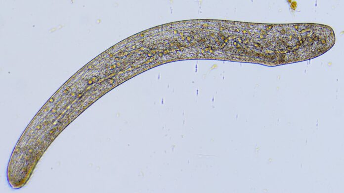 Ser de uma célula só encolhe para um quarto do tamanho em menos de 5 milésimos de segundo, mais rápido que um piscar de olhos; cientistas descobriram como Ser de uma célula só encolhe para um quarto do tamanho em menos de 5 milésimos de segundo, mais rápido que um piscar de olhos; cientistas descobriram como
