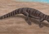 Luz ultravioleta revelou a pele e até listras na cauda de um crocodilo de 125 milhões de anos guardado em museu há mais de um século Luz ultravioleta revelou a pele e até listras na cauda de um crocodilo de 125 milhões de anos guardado em museu há mais de um século