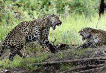 Quatro onças-pintadas apareceram no meio do pasto no Pantanal, dois machos começaram a brigar e o gado se aproximou como se fosse assistir à luta Quatro onças-pintadas apareceram no meio do pasto no Pantanal, dois machos começaram a brigar e o gado se aproximou como se fosse assistir à luta