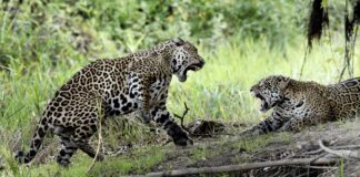 Quatro onças-pintadas apareceram no meio do pasto no Pantanal, dois machos começaram a brigar e o gado se aproximou como se fosse assistir à luta Quatro onças-pintadas apareceram no meio do pasto no Pantanal, dois machos começaram a brigar e o gado se aproximou como se fosse assistir à luta