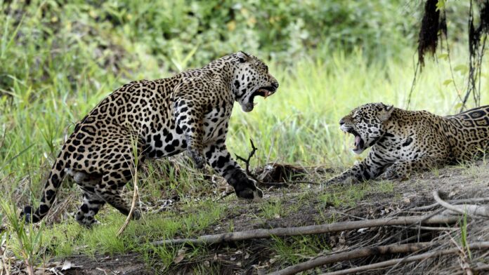 Quatro onças-pintadas apareceram no meio do pasto no Pantanal, dois machos começaram a brigar e o gado se aproximou como se fosse assistir à luta Quatro onças-pintadas apareceram no meio do pasto no Pantanal, dois machos começaram a brigar e o gado se aproximou como se fosse assistir à luta
