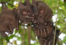 Morcegos nasceram na Europa há 65 milhões de anos, logo depois da extinção dos dinossauros, mostra o maior estudo de DNA já feito com esses mamíferos Morcegos nasceram na Europa há 65 milhões de anos, logo depois da extinção dos dinossauros, mostra o maior estudo de DNA já feito com esses mamíferos