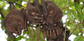 Morcegos nasceram na Europa há 65 milhões de anos, logo depois da extinção dos dinossauros, mostra o maior estudo de DNA já feito com esses mamíferos Morcegos nasceram na Europa há 65 milhões de anos, logo depois da extinção dos dinossauros, mostra o maior estudo de DNA já feito com esses mamíferos