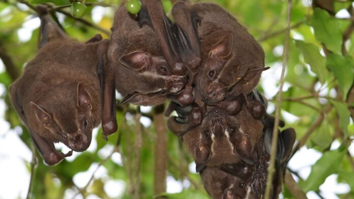 Morcegos nasceram na Europa há 65 milhões de anos, logo depois da extinção dos dinossauros, mostra o maior estudo de DNA já feito com esses mamíferos Morcegos nasceram na Europa há 65 milhões de anos, logo depois da extinção dos dinossauros, mostra o maior estudo de DNA já feito com esses mamíferos