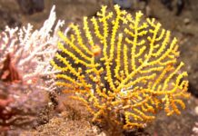 Coral dourado que parece uma árvore brilhante era tão diferente de tudo que cientistas criaram uma família nova e deram a ele um nome em élfico de Tolkien Coral dourado que parece uma árvore brilhante era tão diferente de tudo que cientistas criaram uma família nova e deram a ele um nome em élfico de Tolkien