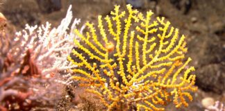 Coral dourado que parece uma árvore brilhante era tão diferente de tudo que cientistas criaram uma família nova e deram a ele um nome em élfico de Tolkien Coral dourado que parece uma árvore brilhante era tão diferente de tudo que cientistas criaram uma família nova e deram a ele um nome em élfico de Tolkien