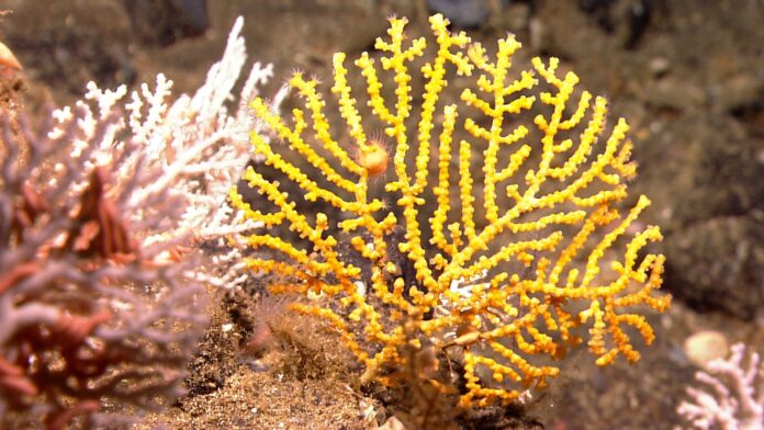 Coral dourado que parece uma árvore brilhante era tão diferente de tudo que cientistas criaram uma família nova e deram a ele um nome em élfico de Tolkien Coral dourado que parece uma árvore brilhante era tão diferente de tudo que cientistas criaram uma família nova e deram a ele um nome em élfico de Tolkien
