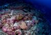 Recife de coral dado como morto há mais de 60 anos foi reencontrado vivo e cheio de peixes no fundo do mar da África Ocidental Recife de coral dado como morto há mais de 60 anos foi reencontrado vivo e cheio de peixes no fundo do mar da África Ocidental