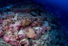 Recife de coral dado como morto há mais de 60 anos foi reencontrado vivo e cheio de peixes no fundo do mar da África Ocidental Recife de coral dado como morto há mais de 60 anos foi reencontrado vivo e cheio de peixes no fundo do mar da África Ocidental