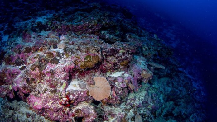 Recife de coral dado como morto há mais de 60 anos foi reencontrado vivo e cheio de peixes no fundo do mar da África Ocidental Recife de coral dado como morto há mais de 60 anos foi reencontrado vivo e cheio de peixes no fundo do mar da África Ocidental