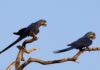 A arara-azul voltou à lista de animais ameaçados do Brasil depois dos incêndios no Pantanal, e o boto-tucuxi da Amazônia entrou direto na categoria em perigo A arara-azul voltou à lista de animais ameaçados do Brasil depois dos incêndios no Pantanal, e o boto-tucuxi da Amazônia entrou direto na categoria em perigo