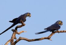A arara-azul voltou à lista de animais ameaçados do Brasil depois dos incêndios no Pantanal, e o boto-tucuxi da Amazônia entrou direto na categoria em perigo A arara-azul voltou à lista de animais ameaçados do Brasil depois dos incêndios no Pantanal, e o boto-tucuxi da Amazônia entrou direto na categoria em perigo