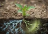 Plantas escolhem fungos aliados em solos pobres e ativam sensores para barrar micróbios nocivos Plantas escolhem fungos aliados em solos pobres e ativam sensores para barrar micróbios nocivos