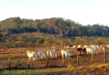 Estradas concentram 96% da agropecuária na Amazônia e pressionam áreas protegidas, aponta MapBiomas Estradas concentram 96% da agropecuária na Amazônia e pressionam áreas protegidas, aponta MapBiomas