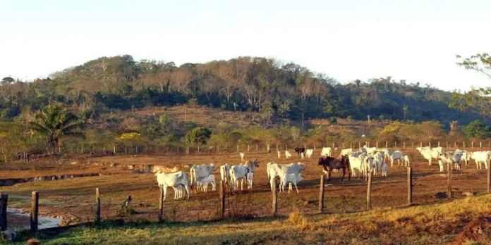 Estradas concentram 96% da agropecuária na Amazônia e pressionam áreas protegidas, aponta MapBiomas