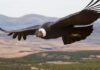 Condor percorre o céu gastando 79% menos energia que cisne e muda ranking do transporte animal Condor percorre o céu gastando 79% menos energia que cisne e muda ranking do transporte animal