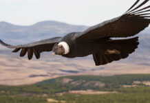 Condor percorre o céu gastando 79% menos energia que cisne e muda ranking do transporte animal Condor percorre o céu gastando 79% menos energia que cisne e muda ranking do transporte animal