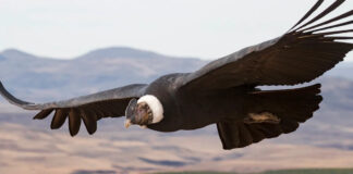 Condor percorre o céu gastando 79% menos energia que cisne e muda ranking do transporte animal Condor percorre o céu gastando 79% menos energia que cisne e muda ranking do transporte animal