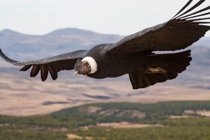 Condor percorre o céu gastando 79% menos energia que cisne e muda ranking do transporte animal Condor percorre o céu gastando 79% menos energia que cisne e muda ranking do transporte animal