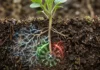 Plantas identificam fungos perigosos com receptor que mede moléculas e separa ameaça de parceria no solo Plantas identificam fungos perigosos com receptor que mede moléculas e separa ameaça de parceria no solo