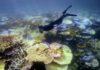 El Niño recorde ameaça transformar Grande Barreira de Corais em área dominada por algas após novo branqueamento El Niño recorde ameaça transformar Grande Barreira de Corais em área dominada por algas após novo branqueamento