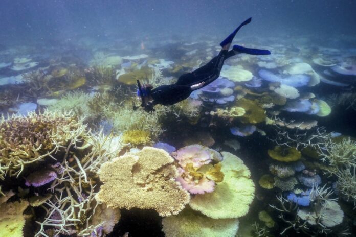 El Niño recorde ameaça transformar Grande Barreira de Corais em área dominada por algas após novo branqueamento El Niño recorde ameaça transformar Grande Barreira de Corais em área dominada por algas após novo branqueamento
