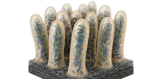 Biobateria com bactérias imita vilosidades do intestino, gera 0,75 volt e pode tratar esgoto Biobateria com bactérias imita vilosidades do intestino, gera 0,75 volt e pode tratar esgoto