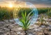 Plantas ajustam relógio interno para enfrentar sal e estudo aponta caminho para lavouras mais resistentes Plantas ajustam relógio interno para enfrentar sal e estudo aponta caminho para lavouras mais resistentes