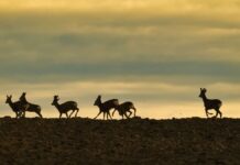 Estudo aponta que 26,81% das terras já têm proteção, mas meta global de 30% segue ameaçada Estudo aponta que 26,81% das terras já têm proteção, mas meta global de 30% segue ameaçada