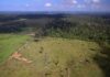 Estradas redesenham a Amazônia: agropecuária cresce 561% perto de áreas protegidas em 41 anos Estradas redesenham a Amazônia: agropecuária cresce 561% perto de áreas protegidas em 41 anos