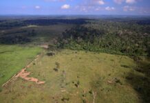 Estradas redesenham a Amazônia: agropecuária cresce 561% perto de áreas protegidas em 41 anos Estradas redesenham a Amazônia: agropecuária cresce 561% perto de áreas protegidas em 41 anos