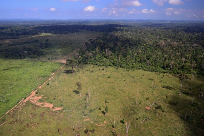 Estradas redesenham a Amazônia: agropecuária cresce 561% perto de áreas protegidas em 41 anos Estradas redesenham a Amazônia: agropecuária cresce 561% perto de áreas protegidas em 41 anos