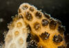 Coral saudável recupera vizinho branqueado após 1 semana de contato, mas teste ainda é de laboratório Coral saudável recupera vizinho branqueado após 1 semana de contato, mas teste ainda é de laboratório