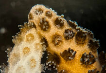 Coral saudável recupera vizinho branqueado após 1 semana de contato, mas teste ainda é de laboratório Coral saudável recupera vizinho branqueado após 1 semana de contato, mas teste ainda é de laboratório