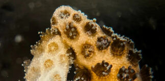 Coral saudável recupera vizinho branqueado após 1 semana de contato, mas teste ainda é de laboratório Coral saudável recupera vizinho branqueado após 1 semana de contato, mas teste ainda é de laboratório