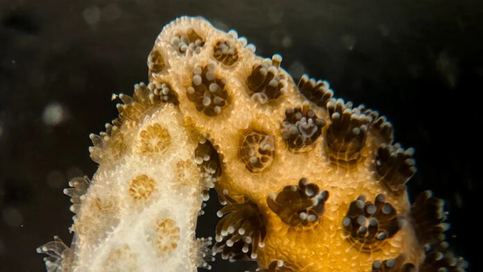 Coral saudável recupera vizinho branqueado após 1 semana de contato, mas teste ainda é de laboratório Coral saudável recupera vizinho branqueado após 1 semana de contato, mas teste ainda é de laboratório