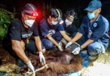 Orangotango é retirado de floresta queimada em Bornéu com sinais de fome enquanto 232 animais são resgatados Orangotango é retirado de floresta queimada em Bornéu com sinais de fome enquanto 232 animais são resgatados