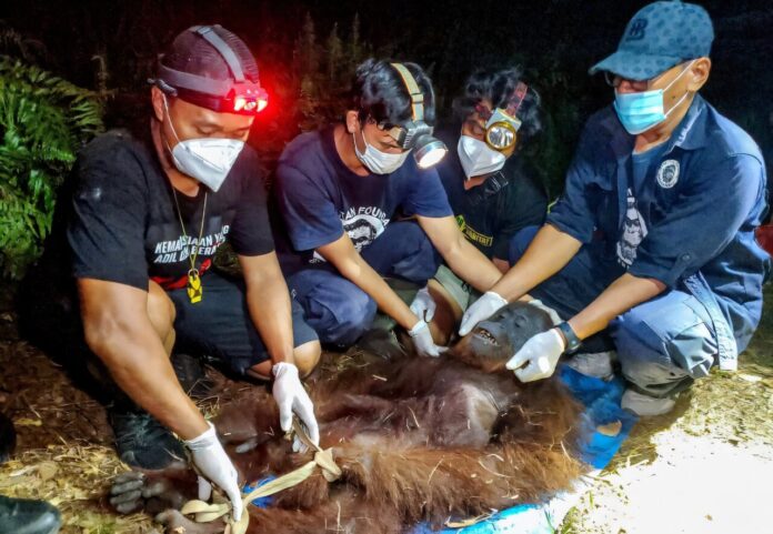 Orangotango é retirado de floresta queimada em Bornéu com sinais de fome enquanto 232 animais são resgatados Orangotango é retirado de floresta queimada em Bornéu com sinais de fome enquanto 232 animais são resgatados