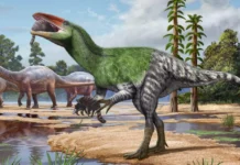Fóssil guardado por 100 anos revela dinossauro de 4 metros e reabre mapa dos predadores do Cretáceo Fóssil guardado por 100 anos revela dinossauro de 4 metros e reabre mapa dos predadores do Cretáceo