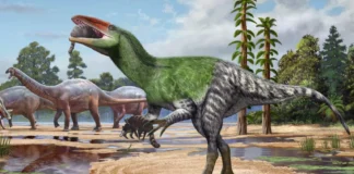 Fóssil guardado por 100 anos revela dinossauro de 4 metros e reabre mapa dos predadores do Cretáceo Fóssil guardado por 100 anos revela dinossauro de 4 metros e reabre mapa dos predadores do Cretáceo