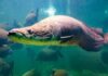 Pirarucus engolem pedaços de tubarão em aquário e revelam por que quase tudo cabe na dieta do peixe Pirarucus engolem pedaços de tubarão em aquário e revelam por que quase tudo cabe na dieta do peixe
