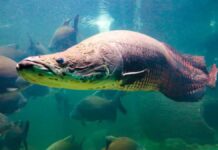 Pirarucus engolem pedaços de tubarão em aquário e revelam por que quase tudo cabe na dieta do peixe Pirarucus engolem pedaços de tubarão em aquário e revelam por que quase tudo cabe na dieta do peixe