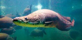 Pirarucus engolem pedaços de tubarão em aquário e revelam por que quase tudo cabe na dieta do peixe Pirarucus engolem pedaços de tubarão em aquário e revelam por que quase tudo cabe na dieta do peixe