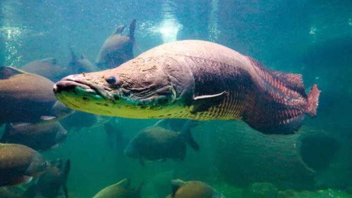 Pirarucus engolem pedaços de tubarão em aquário e revelam por que quase tudo cabe na dieta do peixe Pirarucus engolem pedaços de tubarão em aquário e revelam por que quase tudo cabe na dieta do peixe